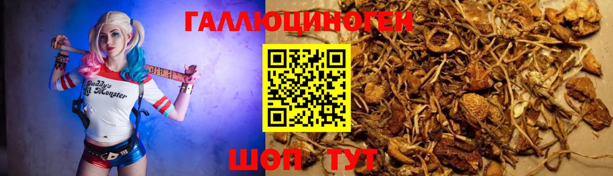 Еманжелинск  Галлюциногенные грибы Psilocybine cubensis  Галлюциногенные грибы прущие грибы  Вход с VPN 